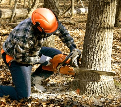 Tree Removal in Mills, NM